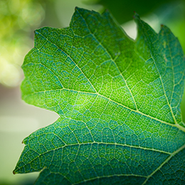 Chardonnay leaf  - © BIVB / Aurélien Ibanez