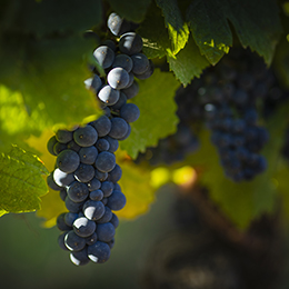 Pinot Noir grapes in Bourgogne  - © BIVB / Aurélien Ibanez