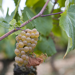 Grape of Aligoté - © BIVB / Jessica Vuillaume