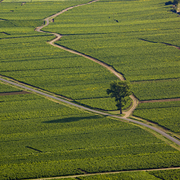 Vignoble de la Côte de Beaune en Bourgogne - © BIVB / Aurélien Ibanez