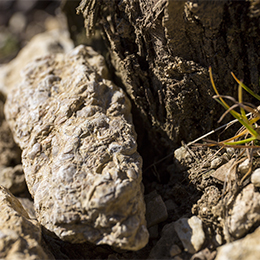 Parcel in the wine growing region of Chablis - © BIVB / Sébastien Boulard