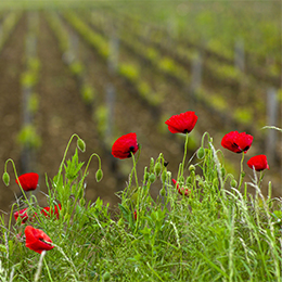 Vignoble en Côte de Beaune - © BIVB / Michel Baudoin  