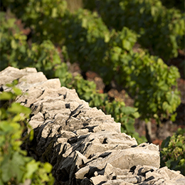 Low wall in the Bourgogne vineyard - © BIVB / Aurélien Ibanez