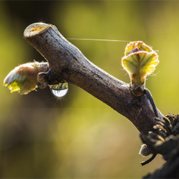 Rameau de vigne en Bourgogne -  © BIVB / Aurélien Ibanez