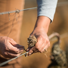 Les travaux de la vigne en Bourgogne : attachage - © BIVB / Michel Joly