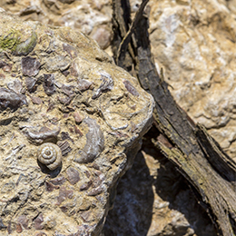 Fossil in the Chablis vineyard - © BIVB / Sébastien Boulard