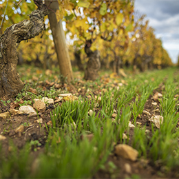 View of the ground in Bourgogne vineyards - © BIVB / Aurélien Ibanez