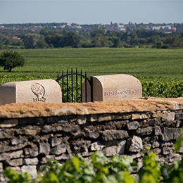 Bâtard-Montrachet, Grand Cru Appellation - © BIVB / Aurélien Ibanez