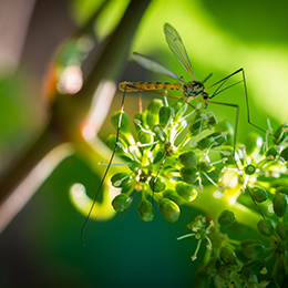 Concilier viticulture et préservation de l’environnement, c’est possible !