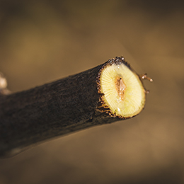 © BIVB / BERNUY J.L.Pruning and burning cane