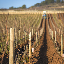 Buttage au tracteur dans les vignes de Bourgogne - © BIVB / Aurélien Ibanez