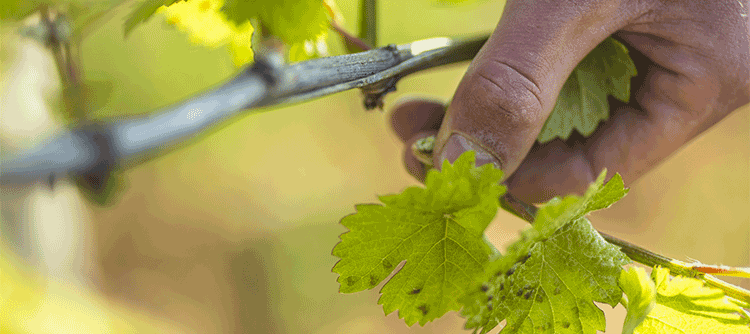 Ebourgeonnage dans les vignes de Bourgogne - © BIVB / Aurélien Ibanez