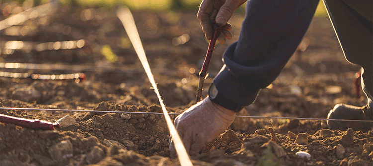 © BIVB / Aurélien Ibanez - Planting