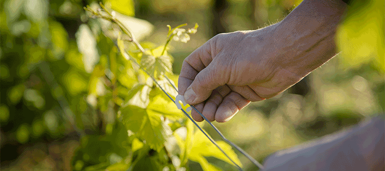 Relevage dans les vignes de Bourgogne - © BIVB / Aurélien Ibanez