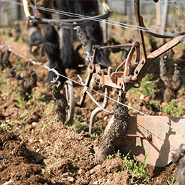 © BIVB / Aurélien Ibanez -  Ploughed in horse