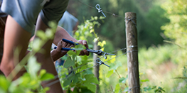 Understand the winegrower job