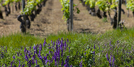 The sustainable development approach of Bourgogne Wines