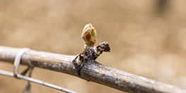 The vine throughout the seasons