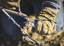 Taille de la vigne en Bourgogne