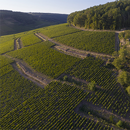 Hill of Corton - © BIVB / Michel Joly 