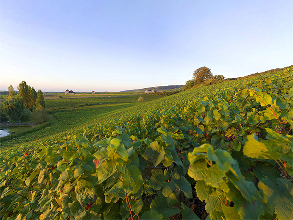 Chambolle-Musigny