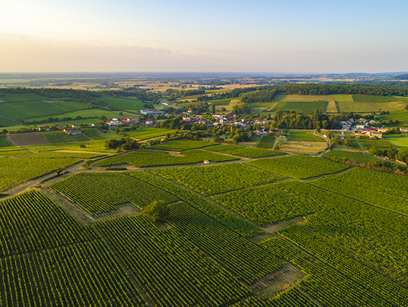 Mâcon-Chardonnay