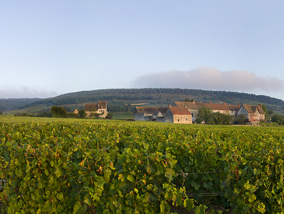 Chassagne-Montrachet