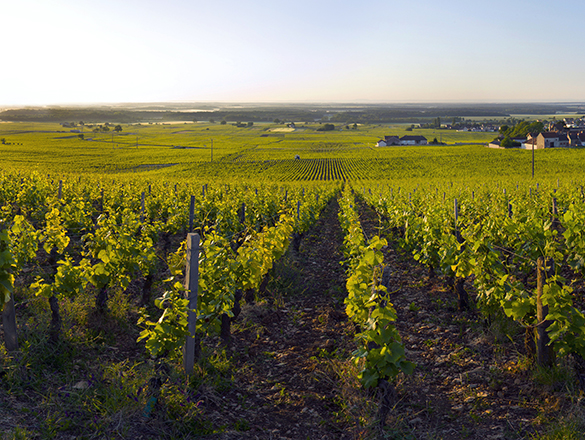 Clos de La Roche