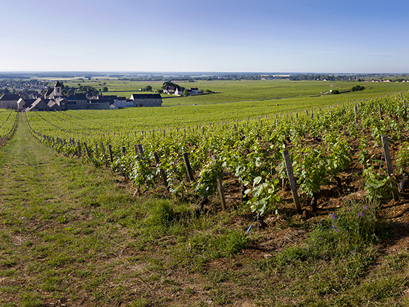 Clos de Tart