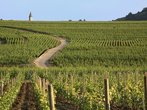 Côteaux Bourguignons / Bourgogne Grand Ordinaire / Bourgogne Ordinaire -  Bourgogne wines