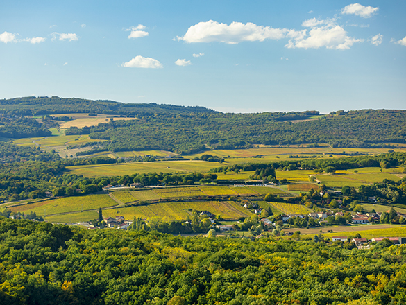 Mâcon-Lugny