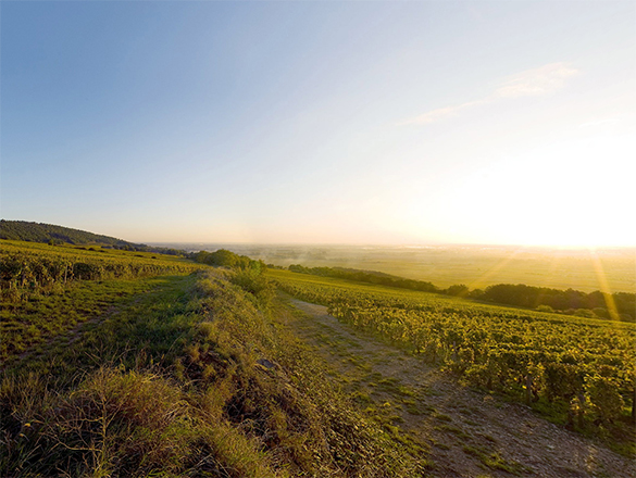 Puligny-Montrachet