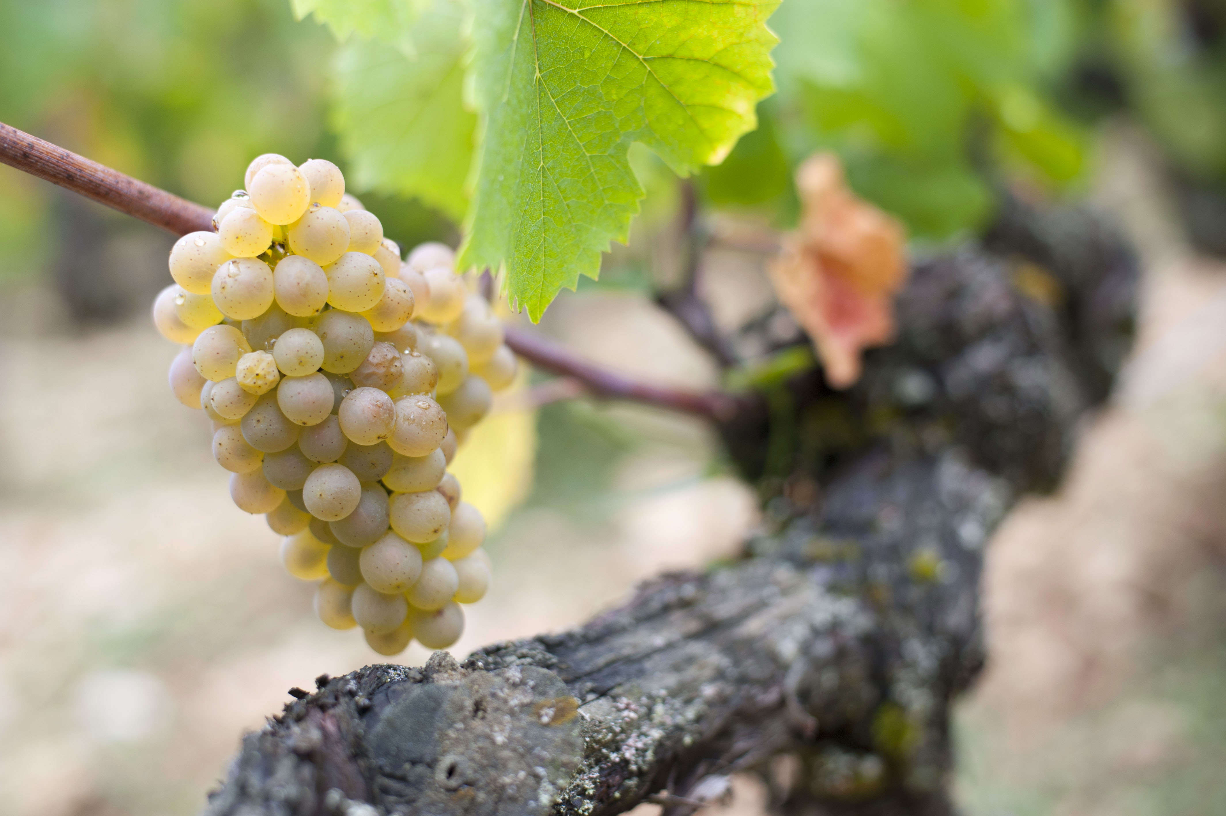 BOUZERON - Grand vin blanc de Bourgogne - Cave de Bissey