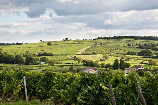 Bourgogne landscapes
