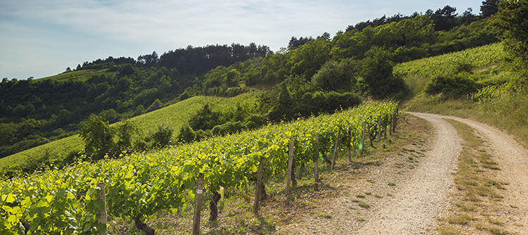 Bourgogne vs. Burgundy