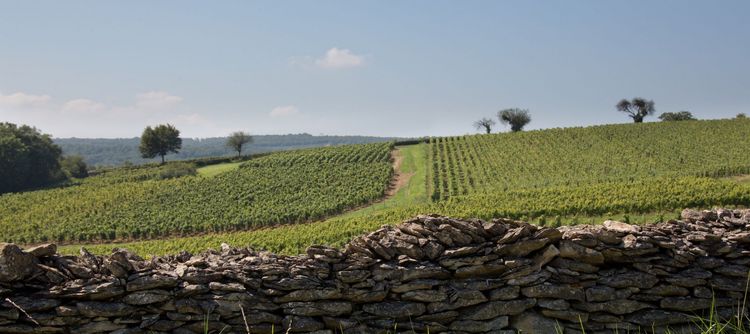 The wine sector’s contribution to carbon neutrality