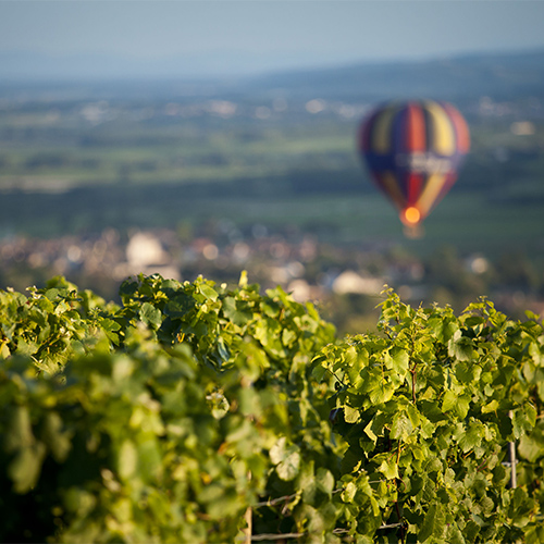 © BIVB / Aurélien IBANEZ