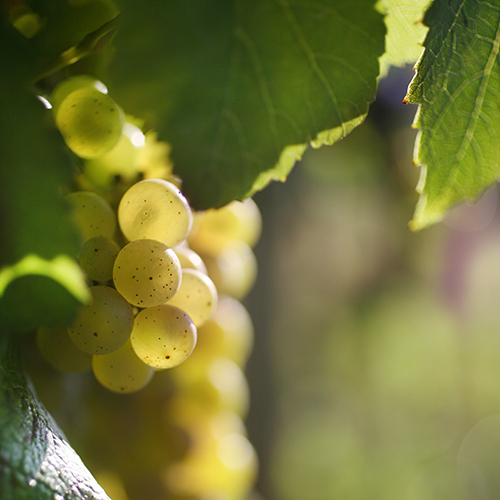 © BIVB / www.armellephotographe.com - "Chardonnay grape"