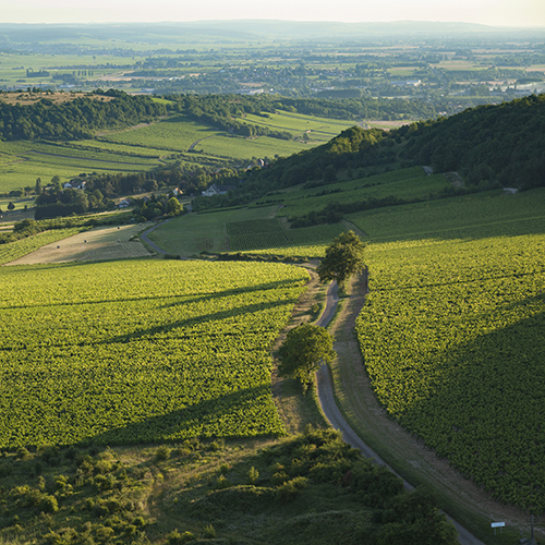 © BIVB / Aurélien Ibanez  "View of Bouzeron"