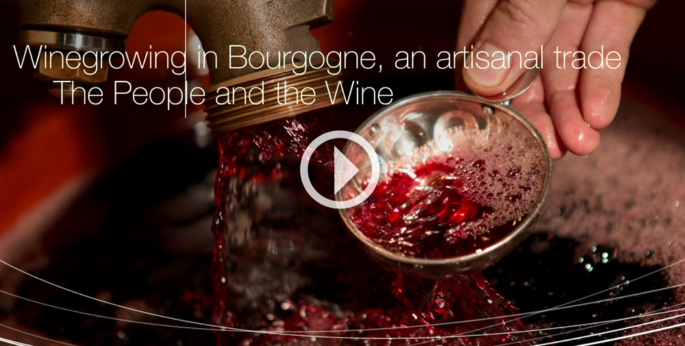 ©  BIVB / Aurélien Ibanez – Teaser « Winegrowing in Bourgogne”