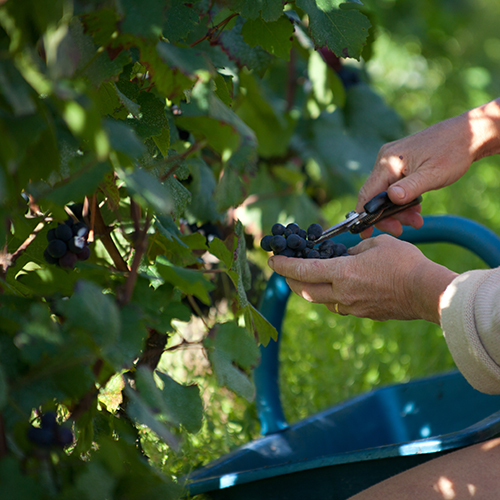 © BIVB / www.armellephotographe.com - Harvest in Bourgogne