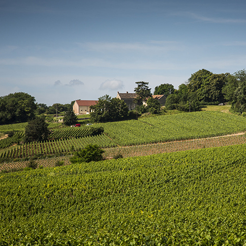 © BIVB / Aurélien Ibanez