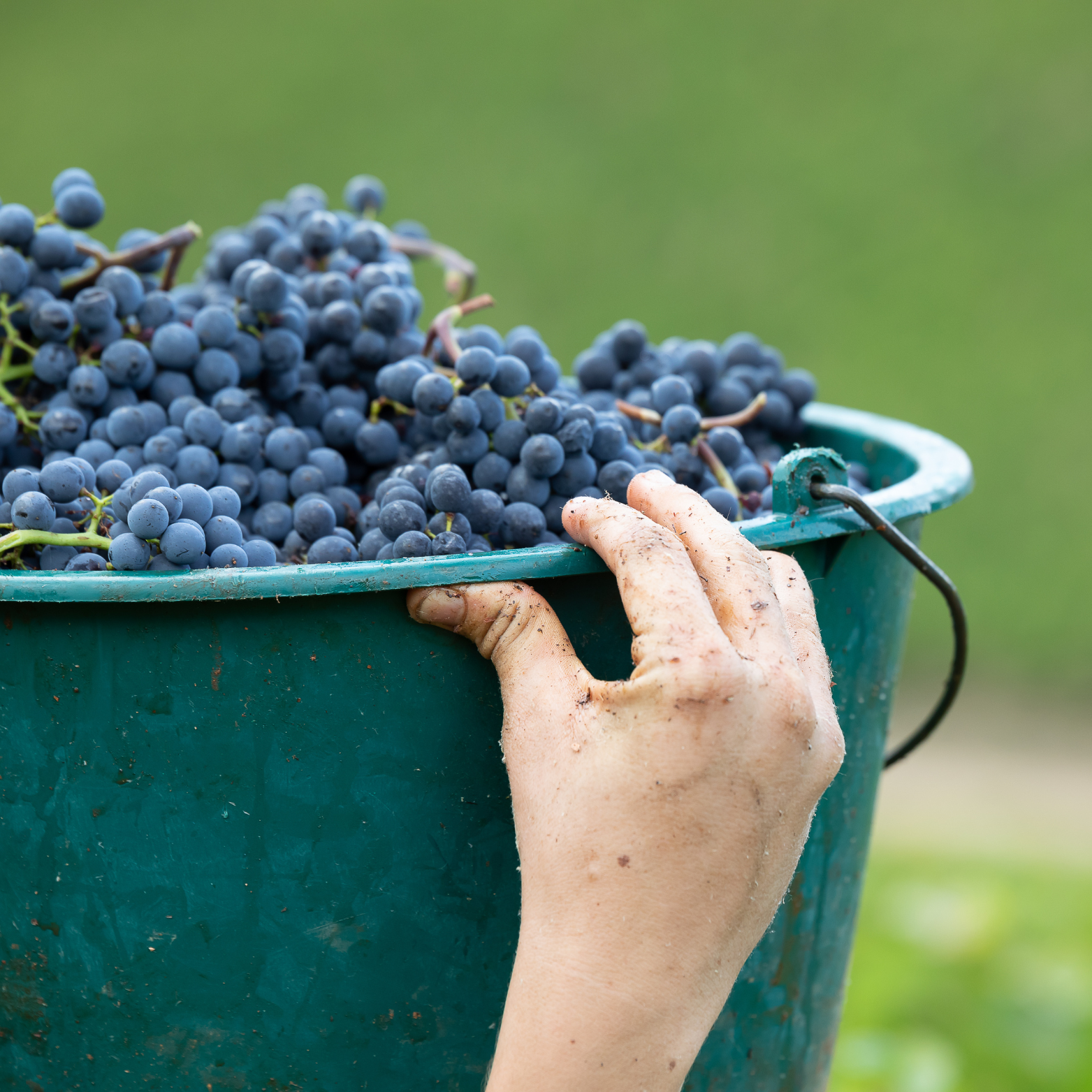 © BIVB / Etienne RAMOUSSE Images