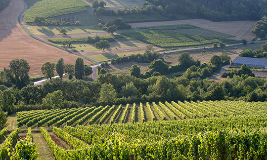 © BIVB / Michel Joly – Vineyard of the Hautes Côtes de Beaune