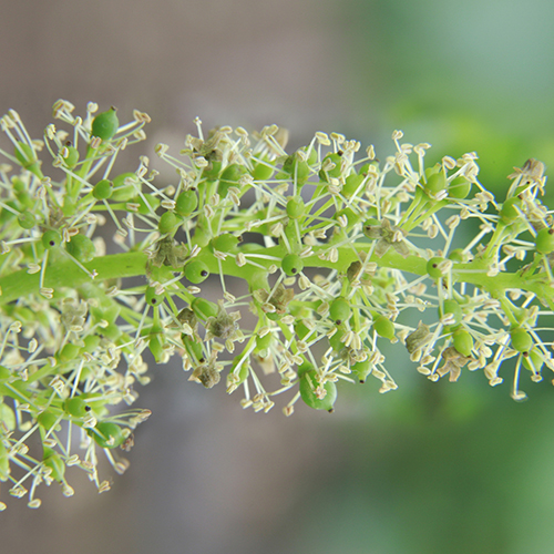 © BIVB / Jean-Louis Bernuy -   Flowering in Bourgogne wines