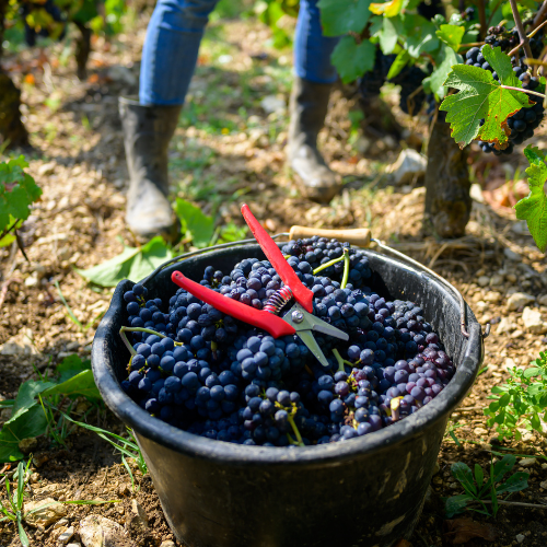 © BIVB / Michel Joly