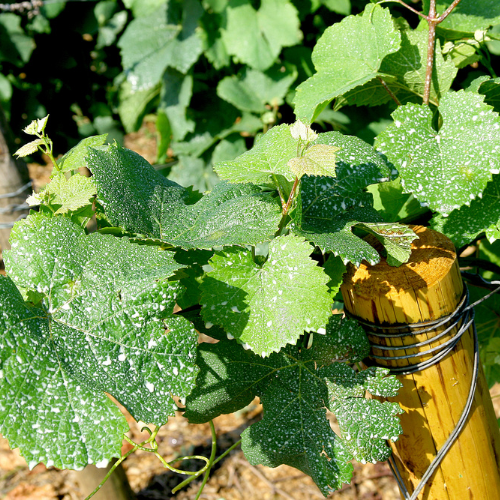 © BIVB / Gérald Monamy