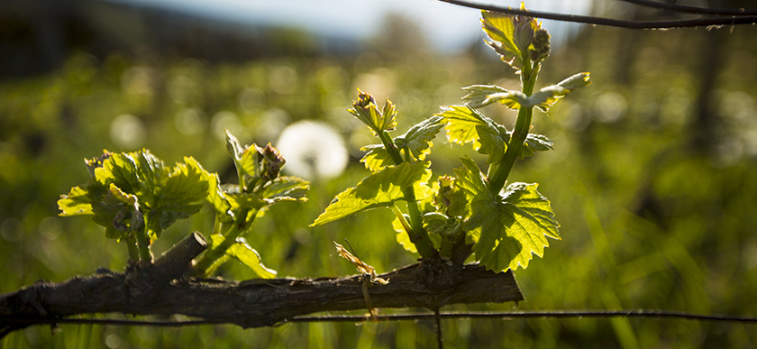 © BIVB / Aurélien Ibanez - Vine during spring.