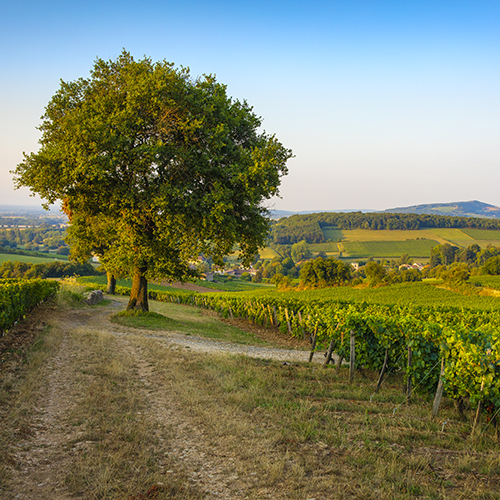 © BIVB / Aurélien Ibanez - Views of a vineyard in the Mâconnais region