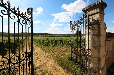 Registration to the Educator's area for Bourgogne Wines